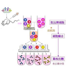丙型肝炎病毒核结合蛋白-1蛋白，ACY3 Protein
