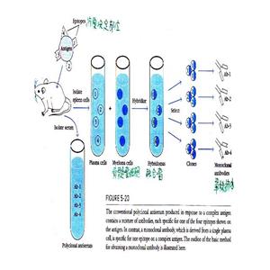 氨基酰化酶1蛋白,Aminoacylase 1 Protein