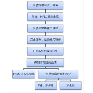 载脂蛋白A4蛋白，APOA4 Protein