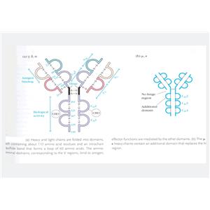 ADP核糖基化因子5蛋白，ARF5 Protein