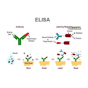 堿性磷酸酶蛋白，Alkaline Phosphatase Protein