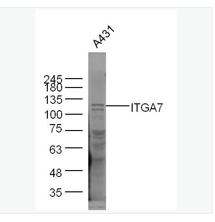 Anti-ITGA7 antibody-整合素α7抗体,ITGA7