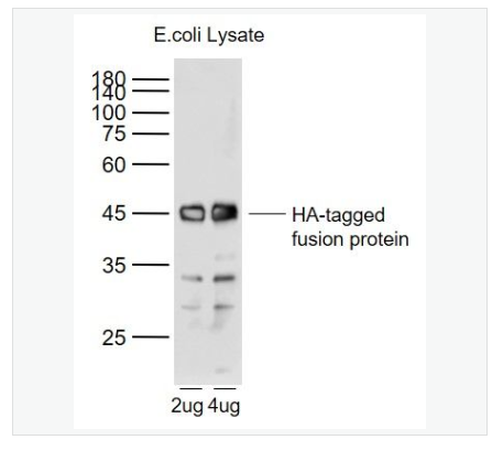 Anti-HA tag antibody-HA tag标签单克隆抗体,HA tag