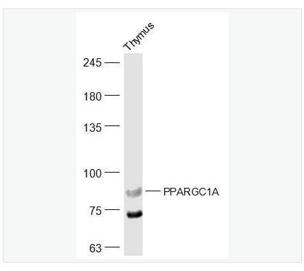 Anti-PPARGC1A antibody-过氧化物酶体增殖物激活受体γ辅激活子1α抗体,PPARGC1A