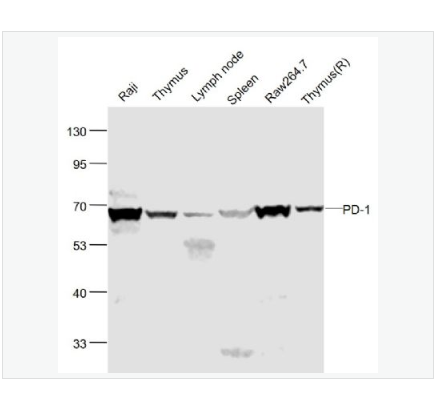 Anti-PD-1 antibody-程序性死亡1（CD279）抗体,PD-1