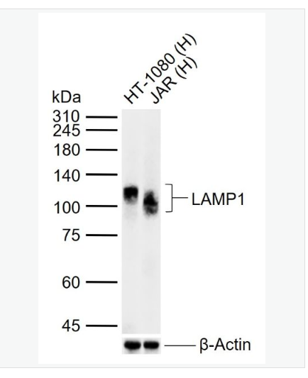 Anti-LAMP1  antibody-溶酶体相关膜蛋白1（CD107）抗体,LAMP1