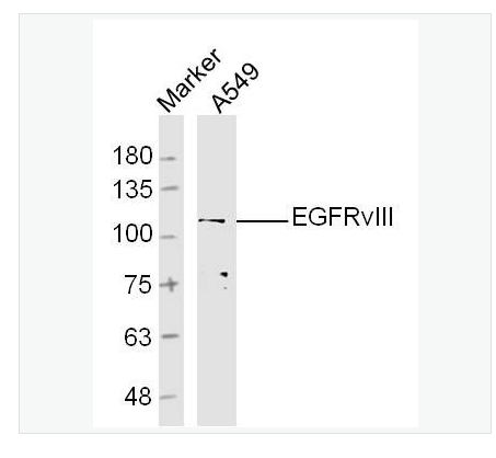 Anti-EGFRvIII antibody-B-表皮生長因子受體III型突變體抗體,EGFRvIII