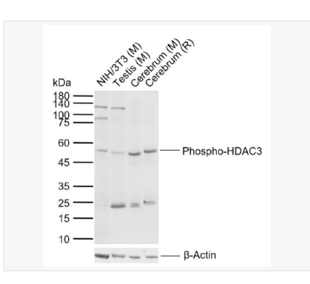 Anti-Phospho-HDAC3   antibody-磷酸化组蛋白去乙酰化酶3抗体,Phospho-HDAC3 (Ser424)