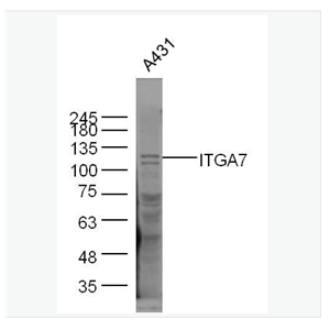 Anti-ITGA7 antibody-整合素α7抗体