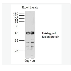 Anti-HA tag antibody-HA tag标签单克隆抗体,HA tag