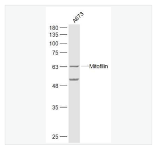 Anti-Mitofilin antibody-线粒体内膜蛋白抗体