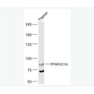 Anti-PPARGC1A antibody-过氧化物酶体增殖物激活受体γ辅激活子1α抗体