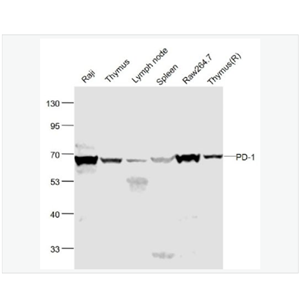 Anti-PD-1 antibody-程序性死亡1（CD279）抗体