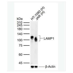 Anti-LAMP1  antibody-溶酶体相关膜蛋白1（CD107）抗体,LAMP1