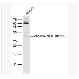 Anti-phospho-eIF4E  antibody-磷酸化真核翻译起始因子4E抗体