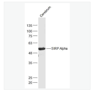 Anti-SIRP Alpha antibody-信号调节蛋白α抗体