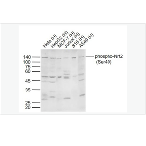 Anti-phospho-Nrf2  antibody-磷酸化核因子2相关因子2(Ser40)抗体