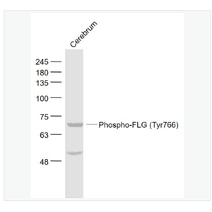 Anti-Phospho-FLG  antibody-磷酸化碱性成纤维细胞生长因子受体1（CD331）抗体