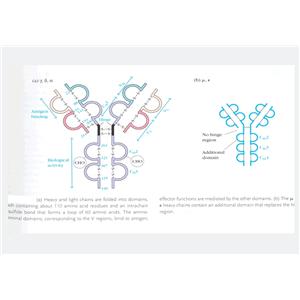 轴蛋白1蛋白，Axin1 Protein