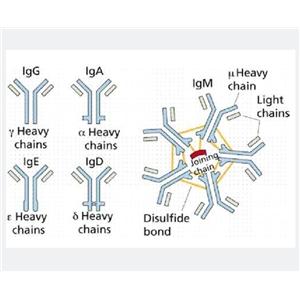 脑环核苷酸门控通道蛋白1/HCN1蛋白，BCNG1 Protein