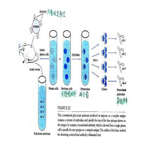 BD1蛋白，BD1 Protein