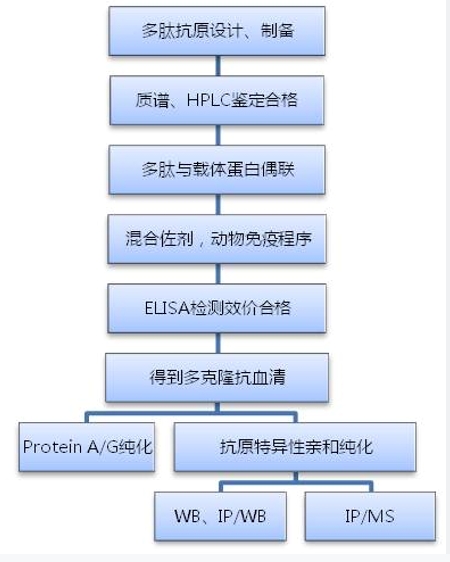 β-肌动蛋白/β-Actin 蛋白（内参蛋白）,beta-Actin (Loading Control) Protein