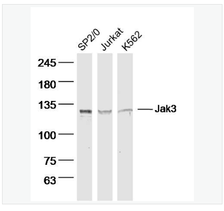 Anti-Jak3 antibody-蛋白酪氨酸激酶JAK-3抗体,Jak3