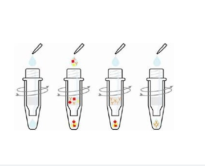 鈣敏感受體1蛋白,Calcium Sensing Receptor Protein