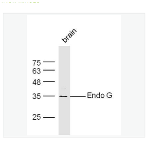 Anti-Endo G antibody-核酸内切酶G抗体