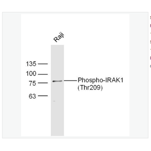 Anti-Phospho-IRAK1 antibody-磷酸化白介素-1受体相关激酶1抗体