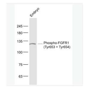 Anti-Phospho-FGFR1 antibody-磷酸化碱性成纤维细胞生长因子受体1（CD331）抗体