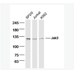 Anti-Jak3 antibody-蛋白酪氨酸激酶JAK-3抗体