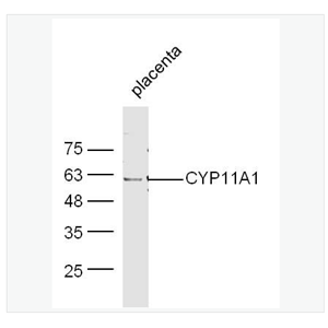 Anti-CYP11A1 antibody-细胞色素P450 11A1抗体