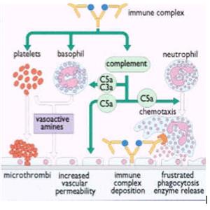 CD8蛋白,CD8 alpha Protein