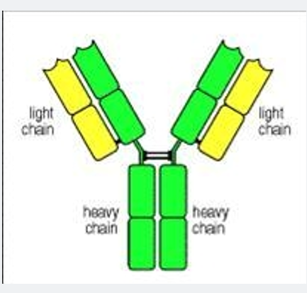 著絲粒蛋白H蛋白,CENPH Protein