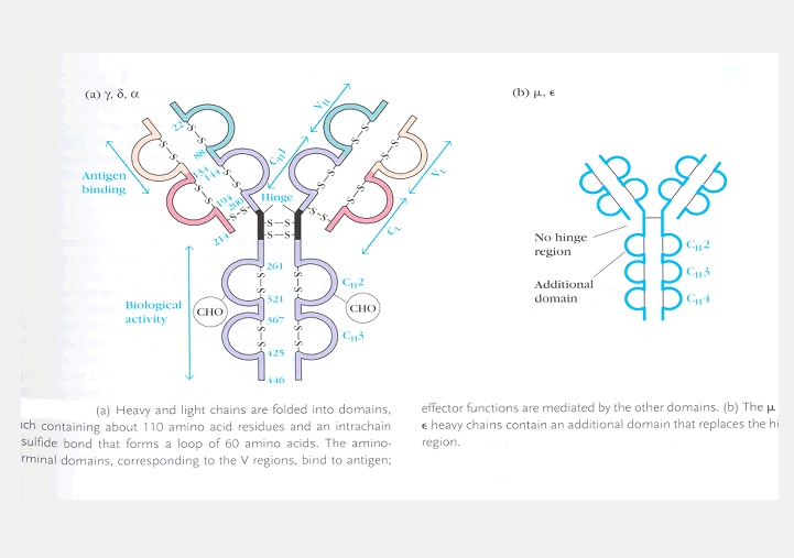 卷曲螺旋结构域蛋白CHCHD5蛋白,CHCHD5 Protein