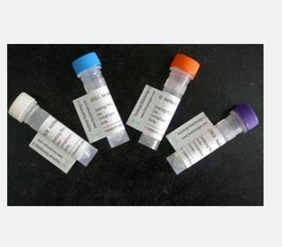 乙酰胆碱受体前体蛋白AChRα1蛋白,CHRNA1 Protein