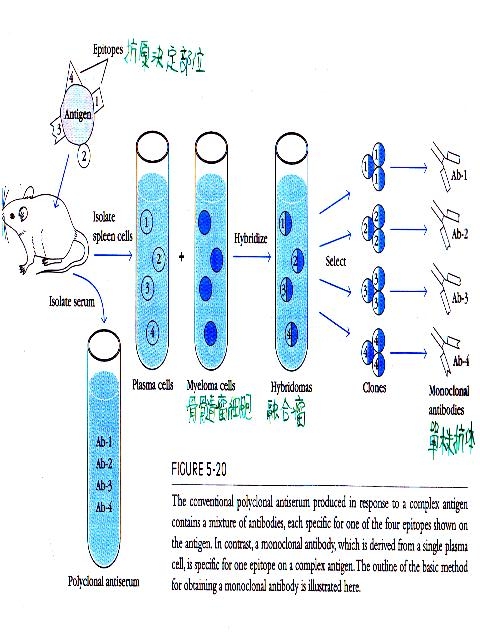 细胞角蛋白15蛋白,CK15 Protein