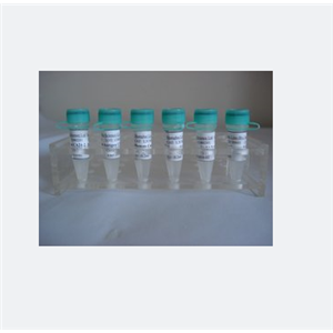 腦鈣粘蛋白12蛋白,CDH12 Protein