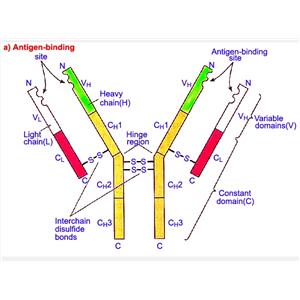 烟碱型乙酰胆碱受体α6/AChRα6蛋白，CHRNA6 Protein