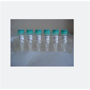 碳水化合物磺基轉(zhuǎn)移酶9蛋白,CHST9 Protein