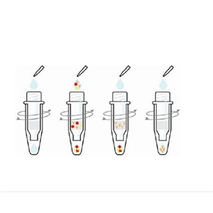 细胞表面趋化因子受体4相关蛋白2蛋白，CNOT2 Protein