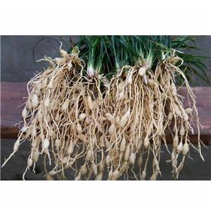 麥冬提取物,Ophiopogonis Extract; Ophiopogon Tuber Extract