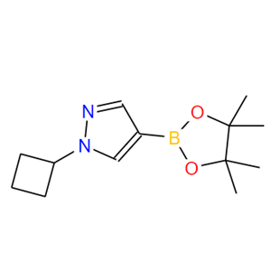 1-环丁基-吡唑-4-频哪醇二硼酸酯,1-Cyclobutyl-4-(4,4,5,5-tetraMethyl-1,3,2-dioxaborolan-2-yl)-1H-pyrazole