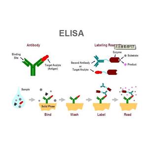 细胞毒性T细胞蛋白-4蛋白,CTLA4 Protein