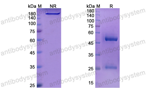 Research Grade Lenvervimab(DVV03701)