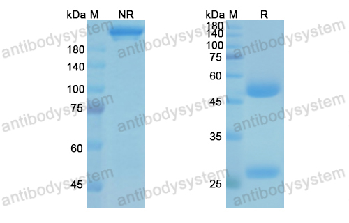 舒維組單抗,Research Grade Suvizumab  (DVV03101)