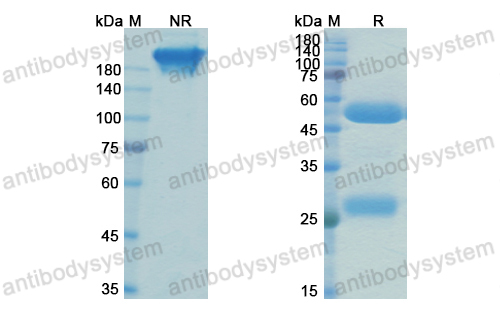 Research Grade VIR-3434  (DVV03004)