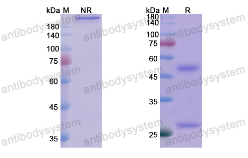 妥韋單抗,Research Grade Tuvirumab  (DVV03001)