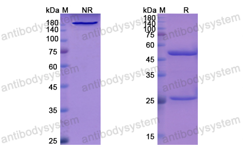 利韋單抗,Research Grade Libivirumab  (DVV03003)